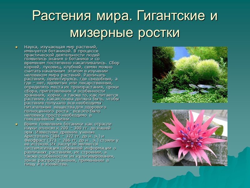 Растения мира. Гигантские и мизерные ростки Наука, изучающая мир растений, именуется ботаникой. В процессе Растения мира. Гигантские и мизерные ростки Наука, изучающая мир растений, именуется ботаникой. В процессе